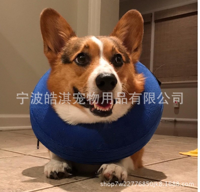 狗