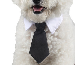 Ji Zai Pet галстук оптом Meng Pet галстук Faber Four Seasons Cotton Dog Collaboration