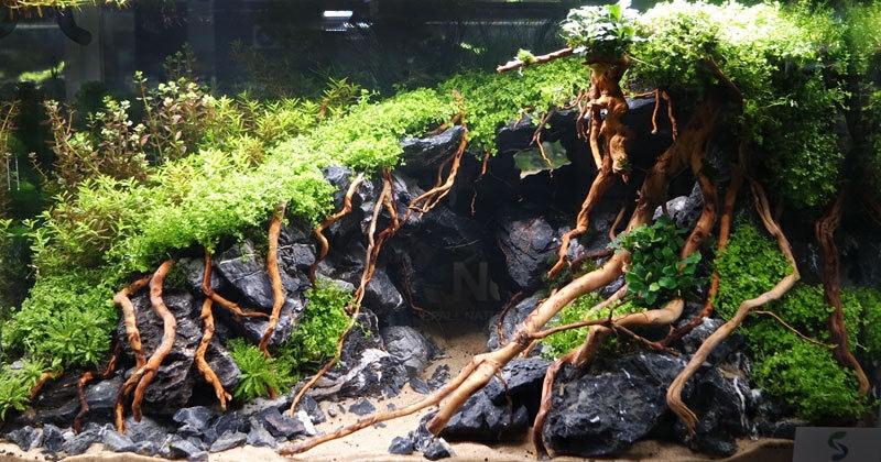 小杜鹃枝条水族根须装饰微景观造景杜鹃根须杜鹃根枝条微景观藤条