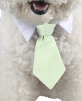 Ji Zai Pet галстук оптом Meng Pet галстук Faber Four Seasons Cotton Dog Collaboration