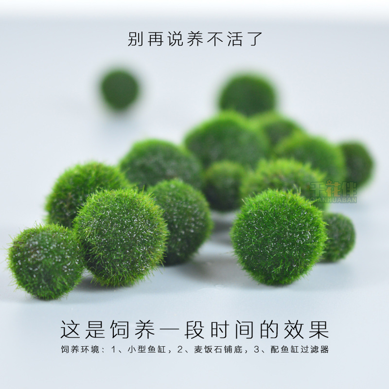 [Обычная доставка] Шарик из морских водорослей Marimo, экологическая бутылка, настольный аквариум, гидропонные растения, водные растения, озеленение, микропейзаж
