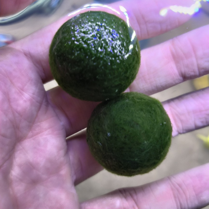 [Обычная доставка] Шарик из морских водорослей Marimo, экологическая бутылка, настольный аквариум, гидропонные растения, водные растения, озеленение, микропейзаж
