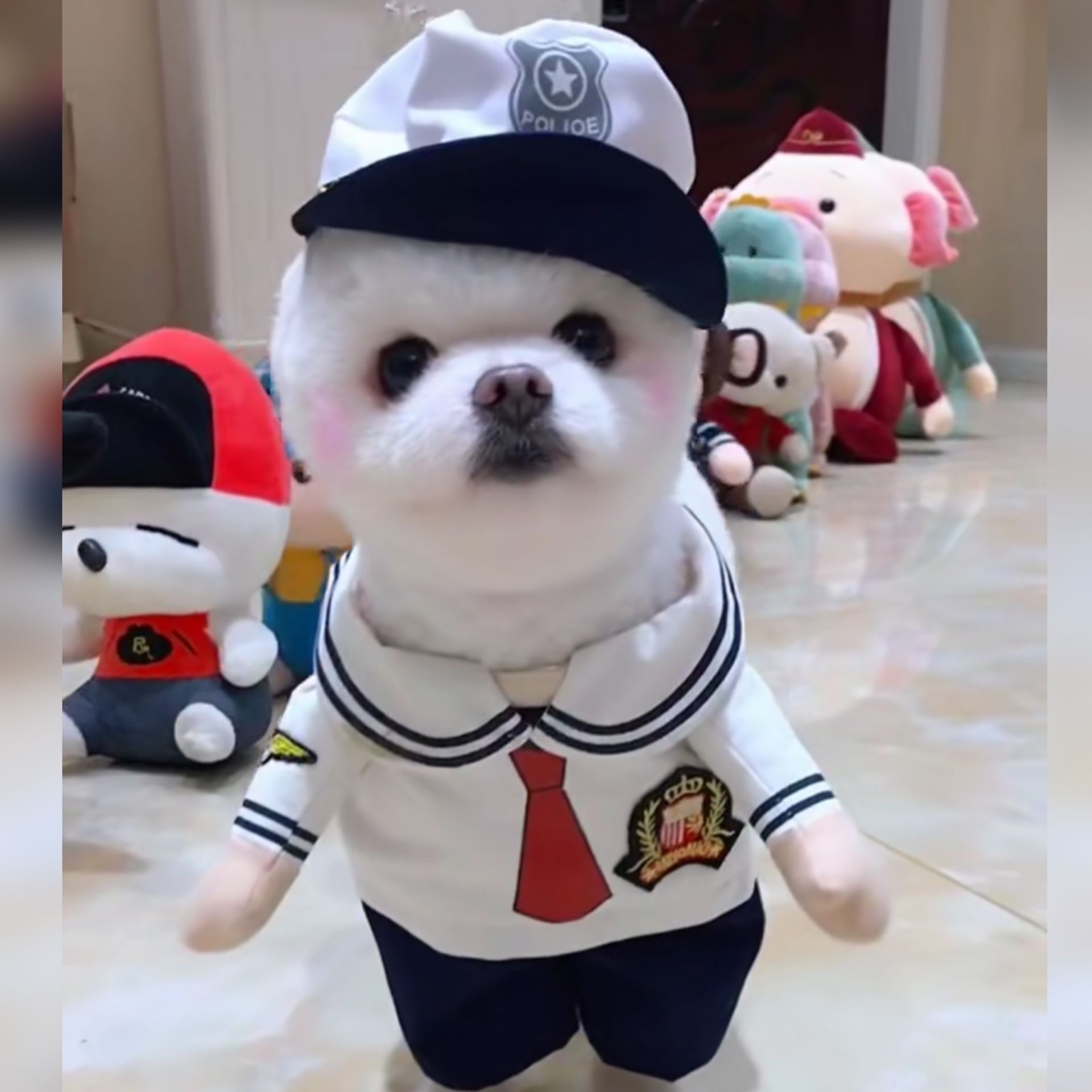 Pet Dog Cat Смешная интернет -знаменитость превратилась в полицейскую медсестру -медсестру, доктор смешная тема, вертикальная одежда