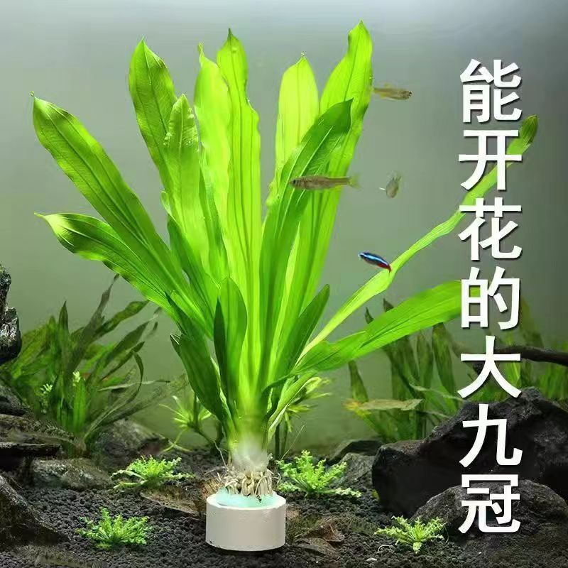 Crown Water Grass Mini девять корона Большой лист зеленый девять рыбные аквариумы водные растения негативное новичок ленивый ландшафт настоящая трава