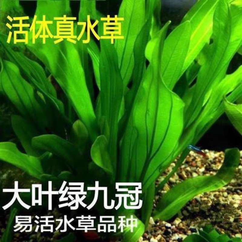 Crown Water Grass Mini девять корона Большой лист зеленый девять рыбные аквариумы водные растения негативное новичок ленивый ландшафт настоящая трава