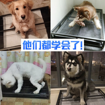 Dog Dog туалет Большая собака Золотая Мао Хуски бедный poot pooth shit дерьмо бассейн