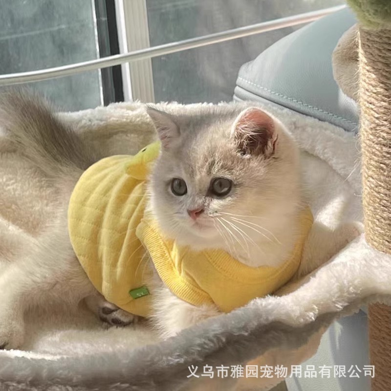 Супер маленький котенка для щенков для собак
