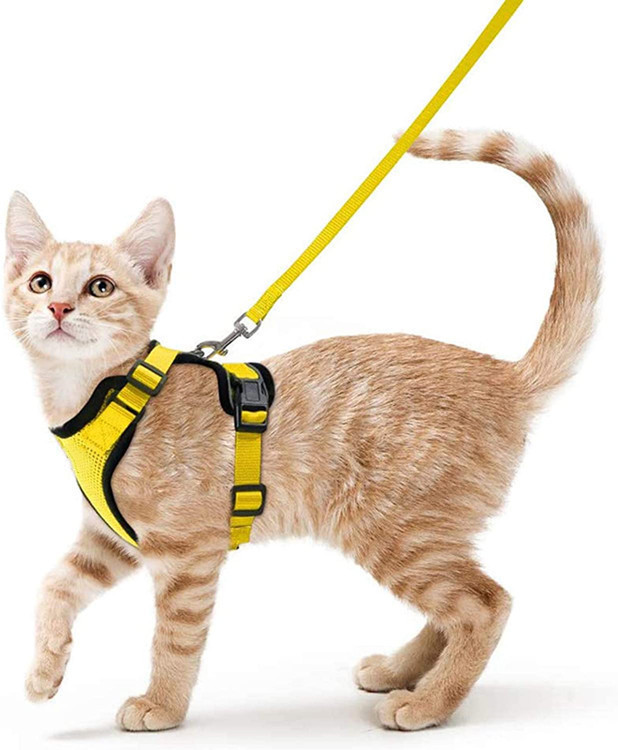 黄色猫胸背带