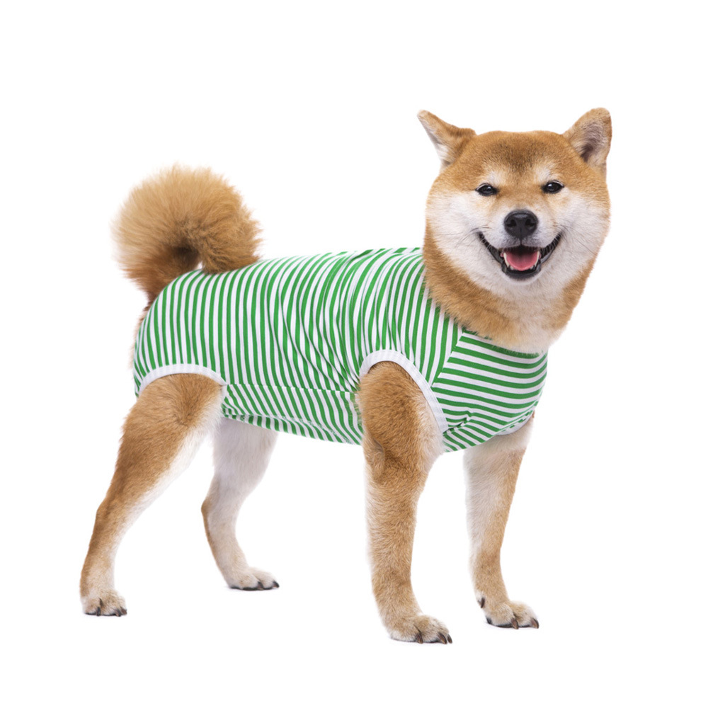 Собака разбито