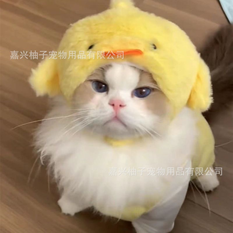 Кошачья головка милый маленький шляпная шляпа Pet Puppy Puppy malzis yingxiabi медведь милый выстрел
