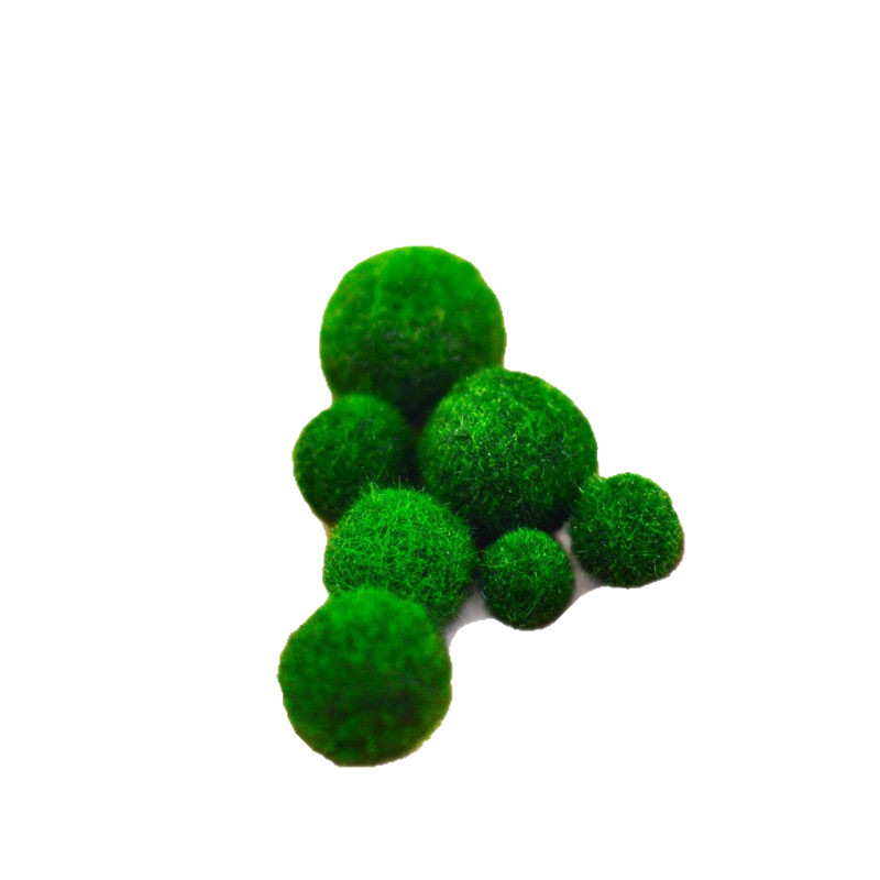 [Обычная доставка] Шарик из морских водорослей Marimo, экологическая бутылка, настольный аквариум, гидропонные растения, водные растения, озеленение, микропейзаж