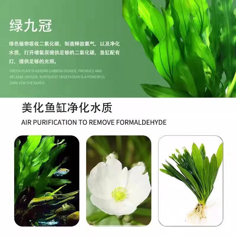 Crown Water Grass Mini девять корона Большой лист зеленый девять рыбные аквариумы водные растения негативное новичок ленивый ландшафт настоящая трава