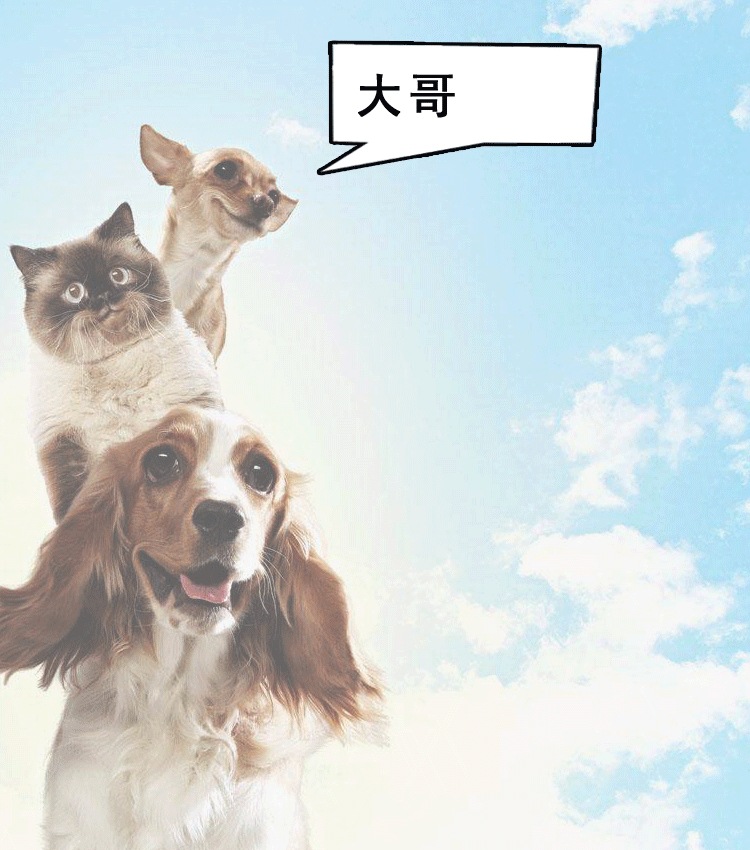 老大对话.gif