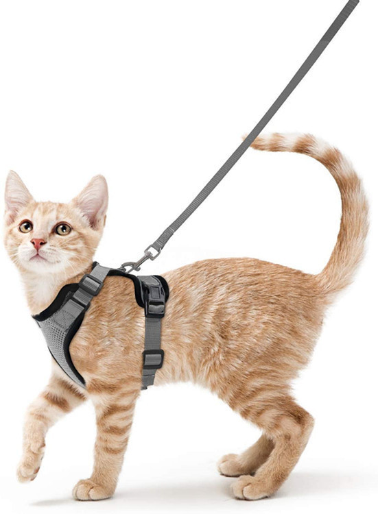 灰色猫胸背带