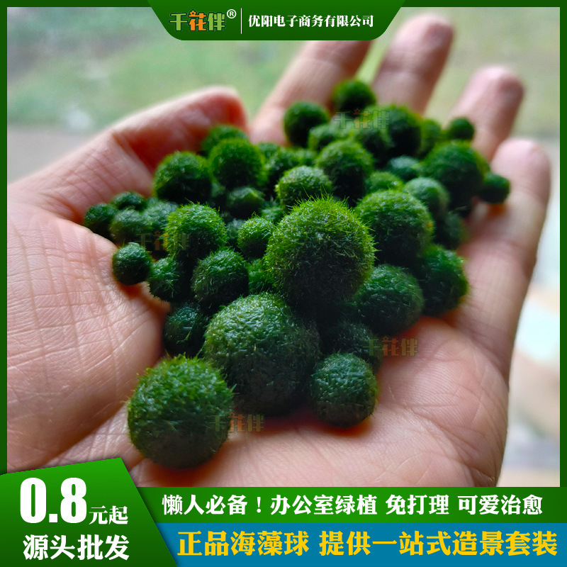 [Обычная доставка] Шарик из морских водорослей Marimo, экологическая бутылка, настольный аквариум, гидропонные растения, водные растения, озеленение, микропейзаж