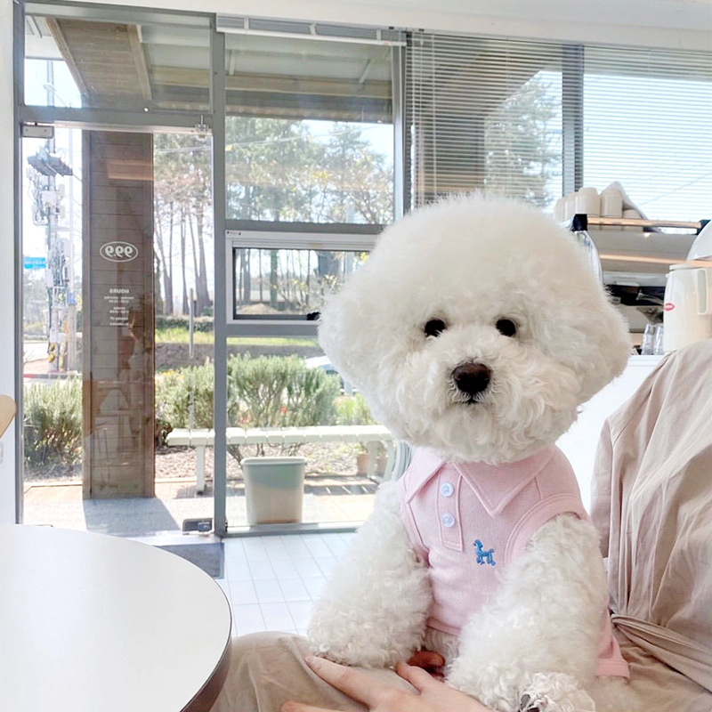 ПЭТ лето сплошной цветовой футболок Polo Puppy Spring тонкая дышащая кошачья двуногие жилет