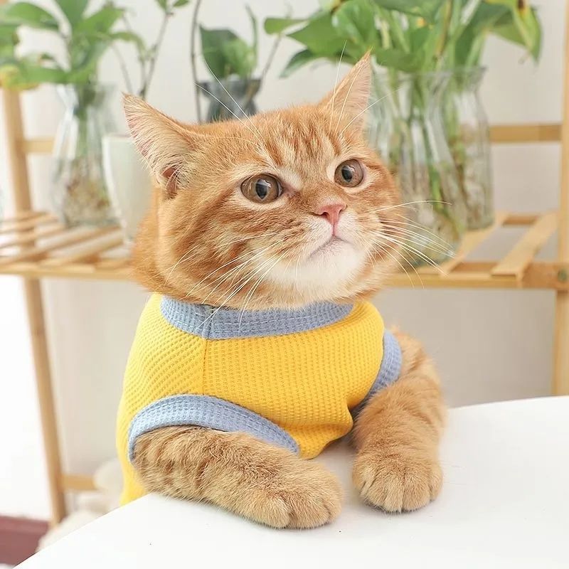 Летние собаки и одежда для кошек Walfje Vest Pet Одежда, чтобы предотвратить маленькую собаку Лянгби Бемаи Тедди