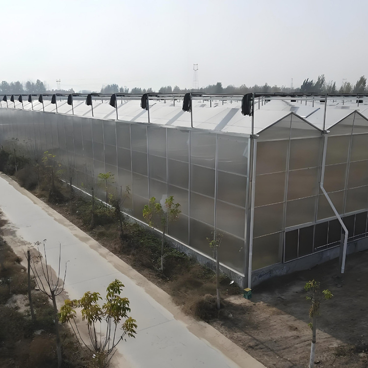 Polycarbonate greenhouse, galvanized steel pipe greenhouse frame, vegetable and fruit planting, sunlight board greenhouse