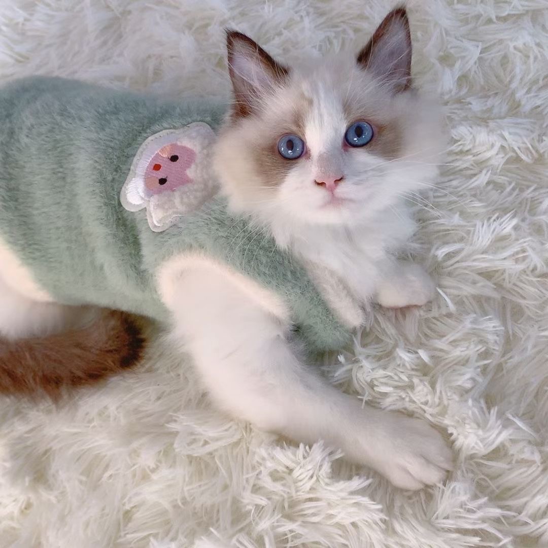 Кошачья одежда осенью и зимних раппот