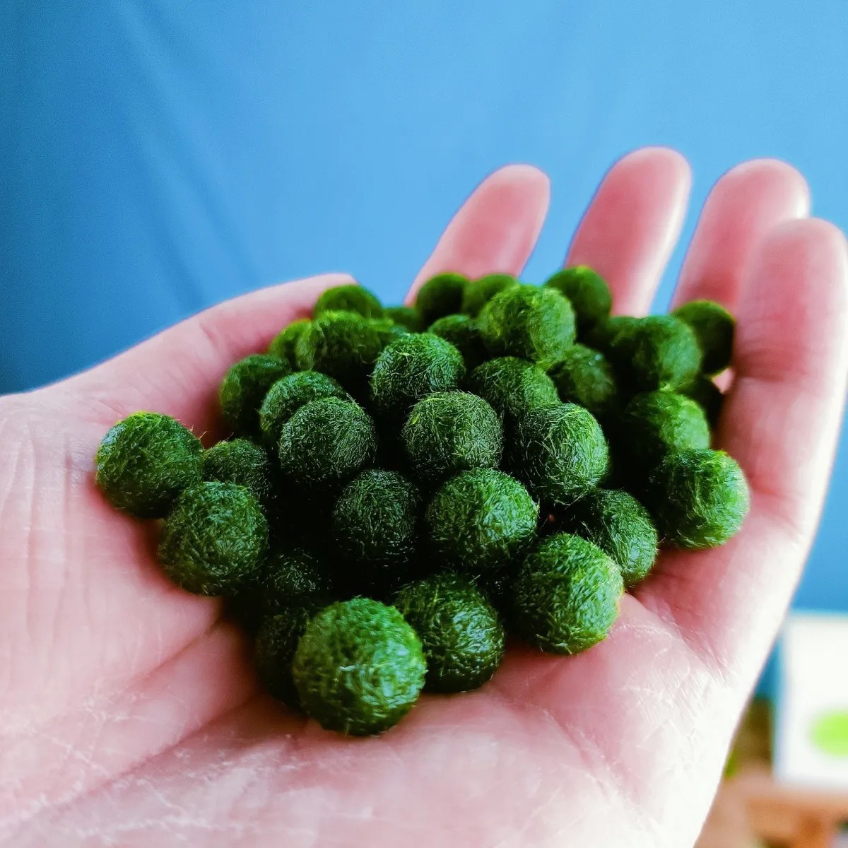 [Обычная доставка] Шарик из морских водорослей Marimo, экологическая бутылка, настольный аквариум, гидропонные растения, водные растения, озеленение, микропейзаж