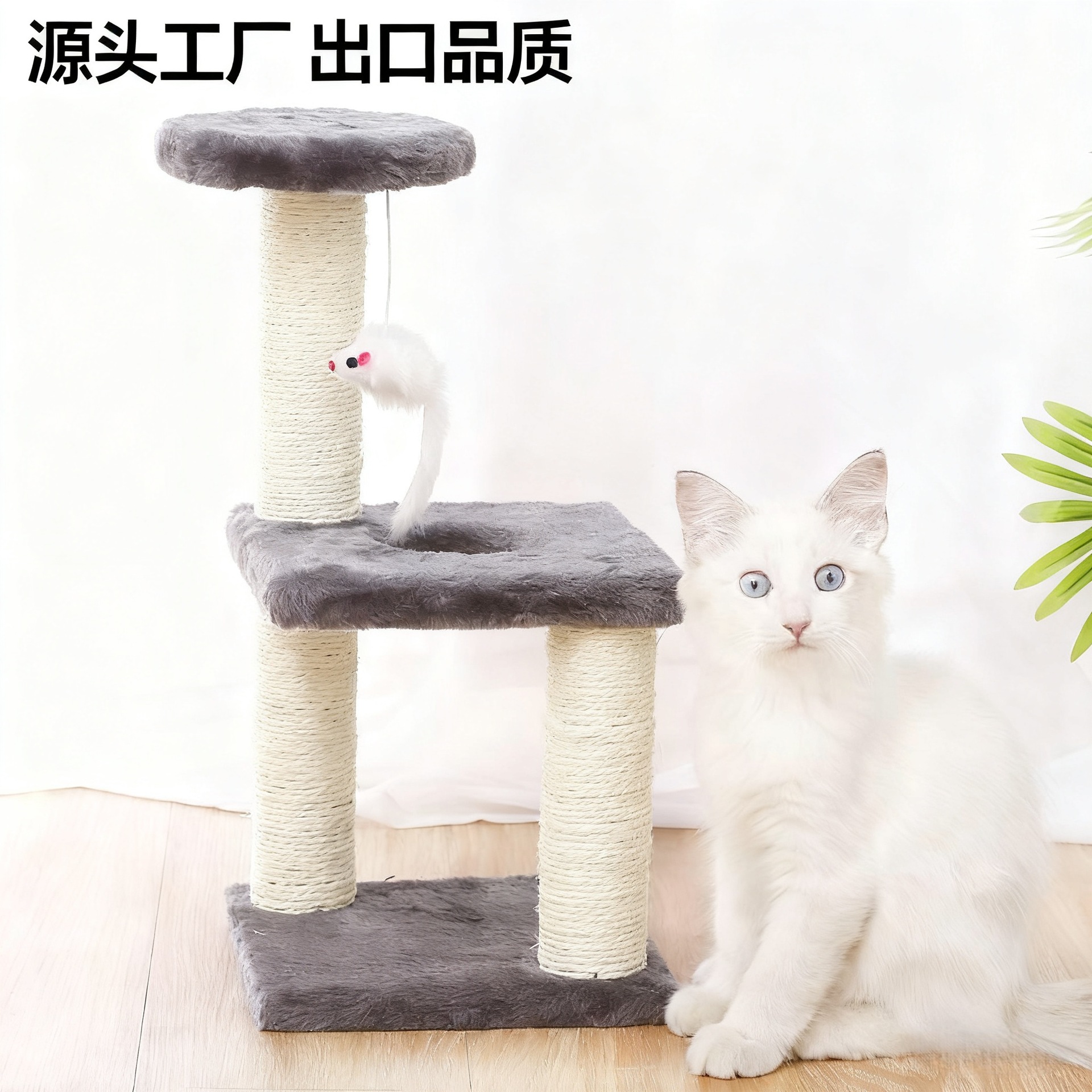 Кошачье скалолаза