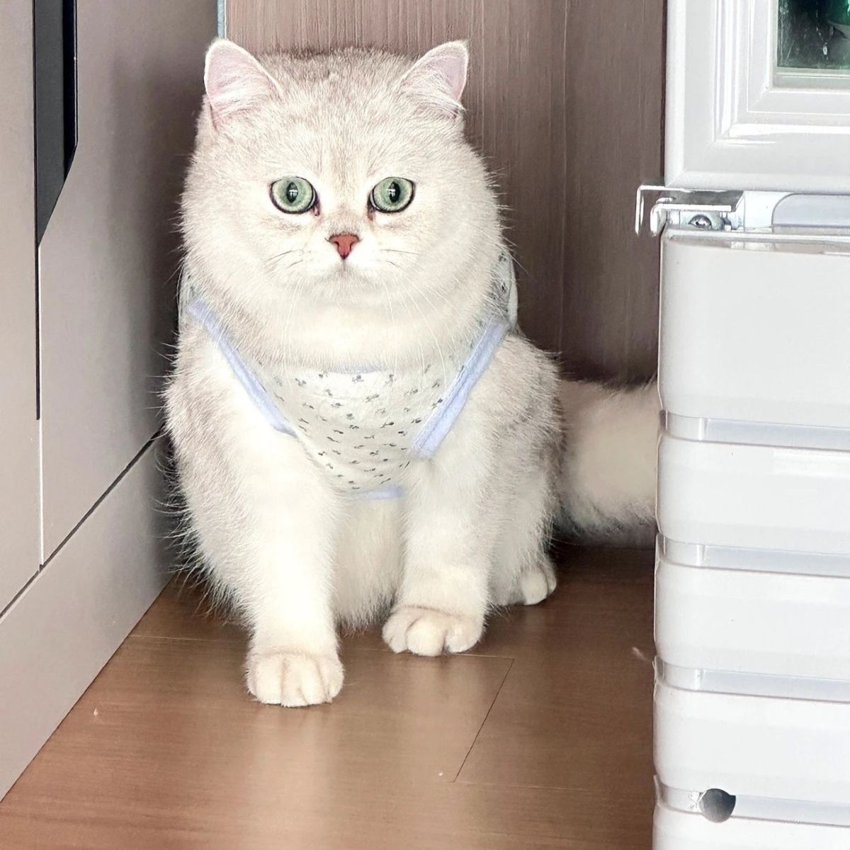 Hello kitty, осенний жилет, тонкий шнурок-держатель, летняя одежда