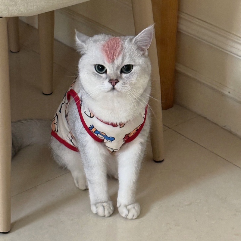 Кошачья одежда против HAIR KITTEN CAT Одежда летняя одежда смешная рисунка котенок кот кот