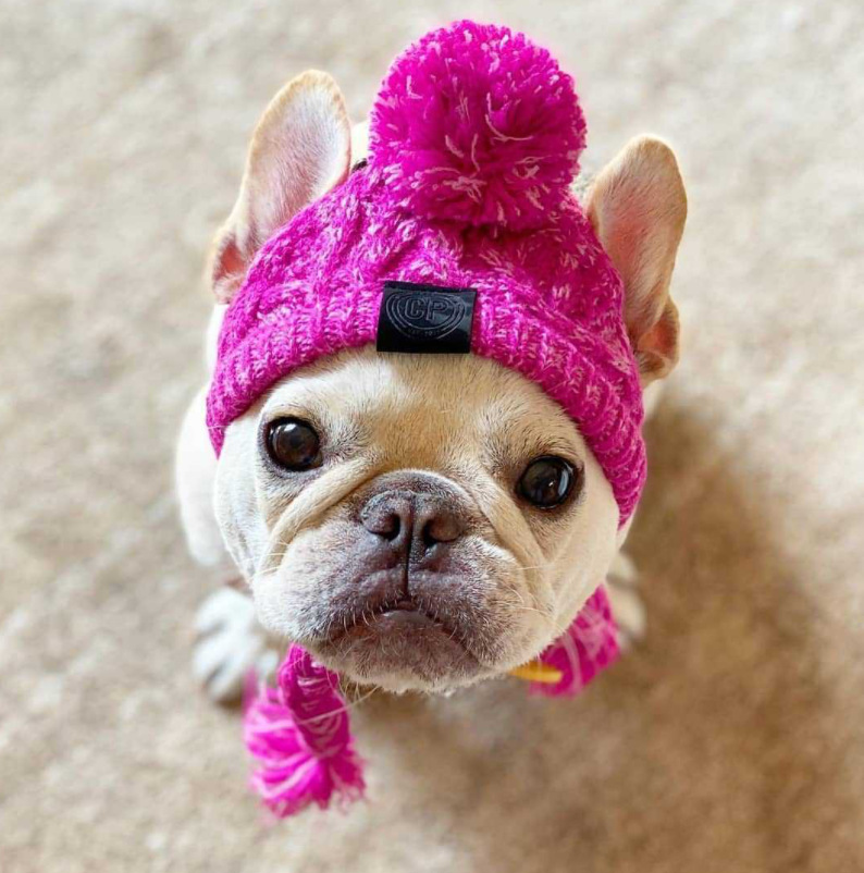 Pet Cat Hat Fad Pug Big Dog Cat Dog Pet предоставляет осень и зимняя собака шерсть Amazon Teddy
