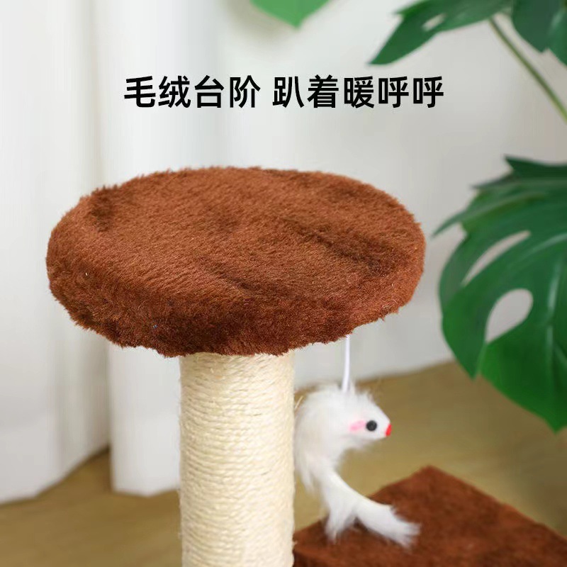 Кошачье скалолаза