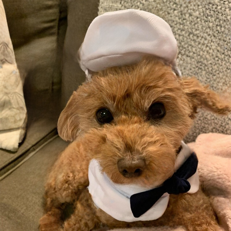 Новая домашняя одежда для костюмов и кошачья шляпа Sailor Clate