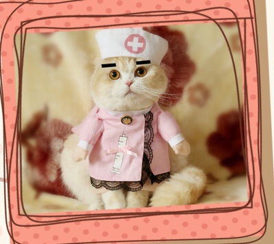 Pet Dog Cat Смешная интернет -знаменитость превратилась в полицейскую медсестру -медсестру, доктор смешная тема, вертикальная одежда