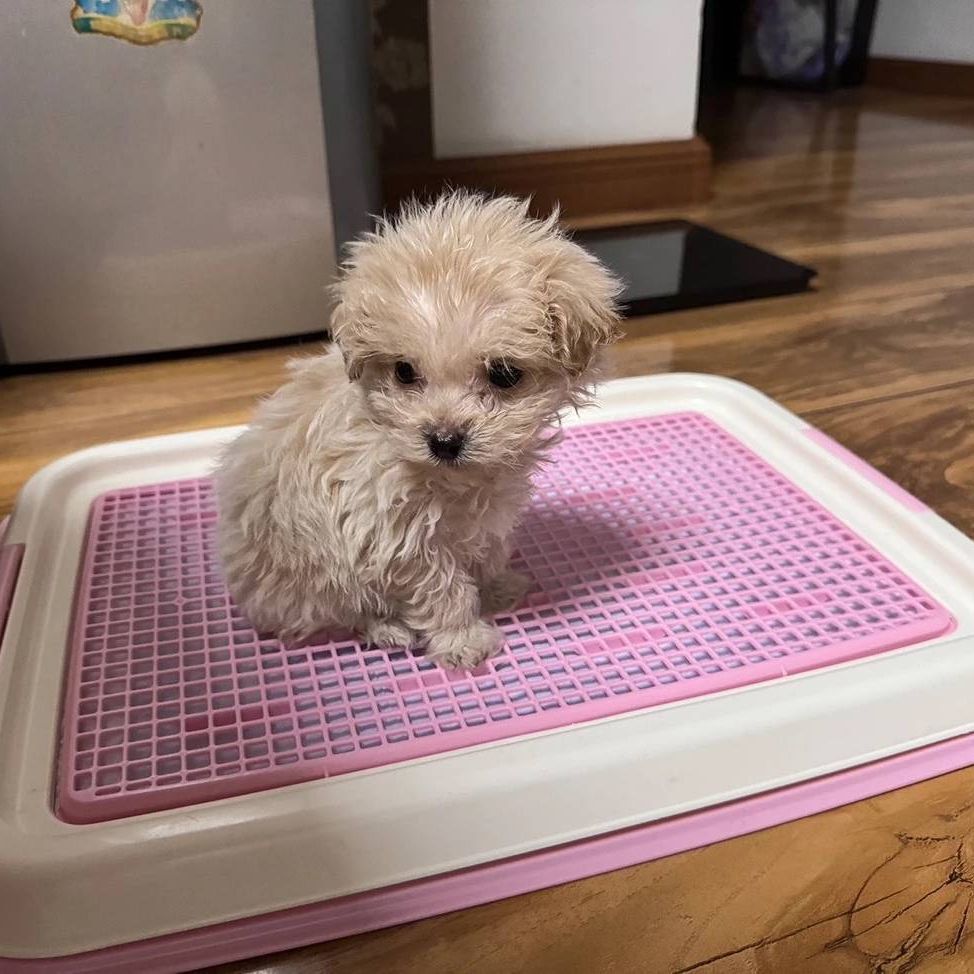Алиса собака туалет pooter pettty grid маленький щенок собаки Алиса таблетка собака туалет