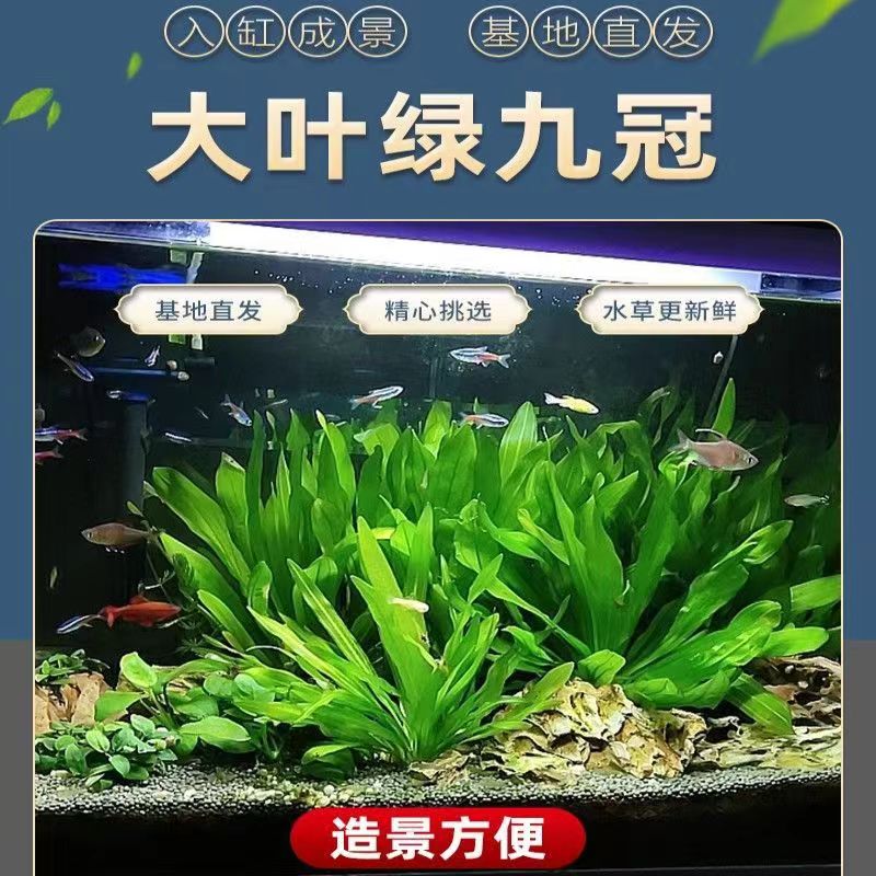 Crown Water Grass Mini девять корона Большой лист зеленый девять рыбные аквариумы водные растения негативное новичок ленивый ландшафт настоящая трава